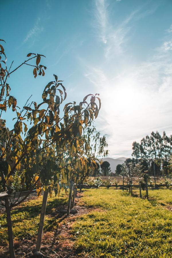 Woodside Orchard Hotell Greytown Eksteriør bilde